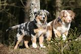 BERGER AUSTRALIEN PUPPIES 611